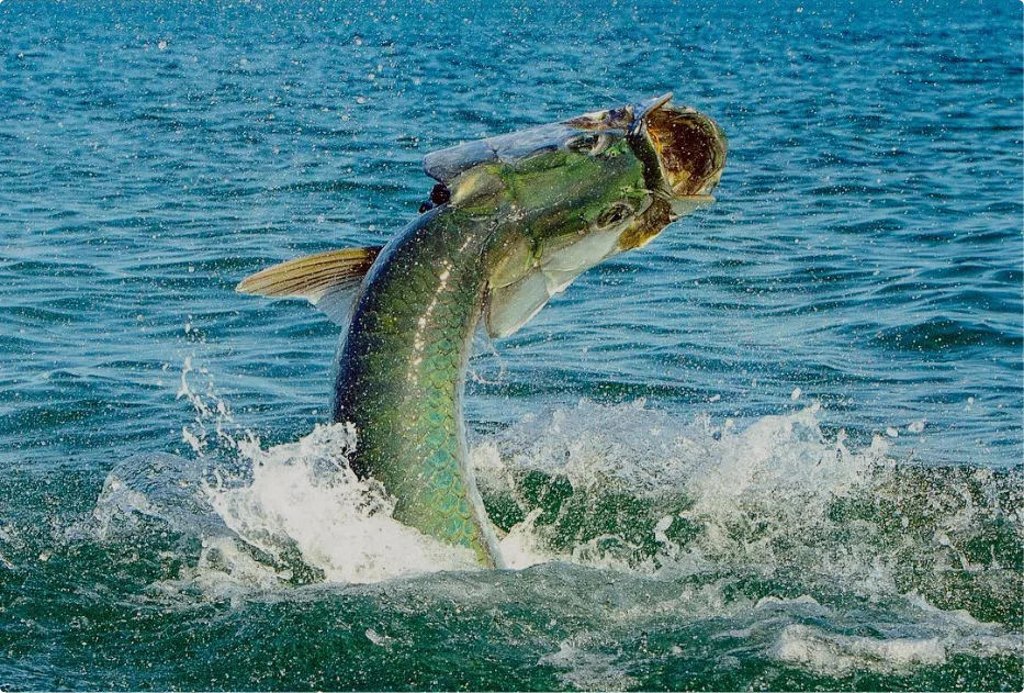 How to Grow a Fly Shop Online